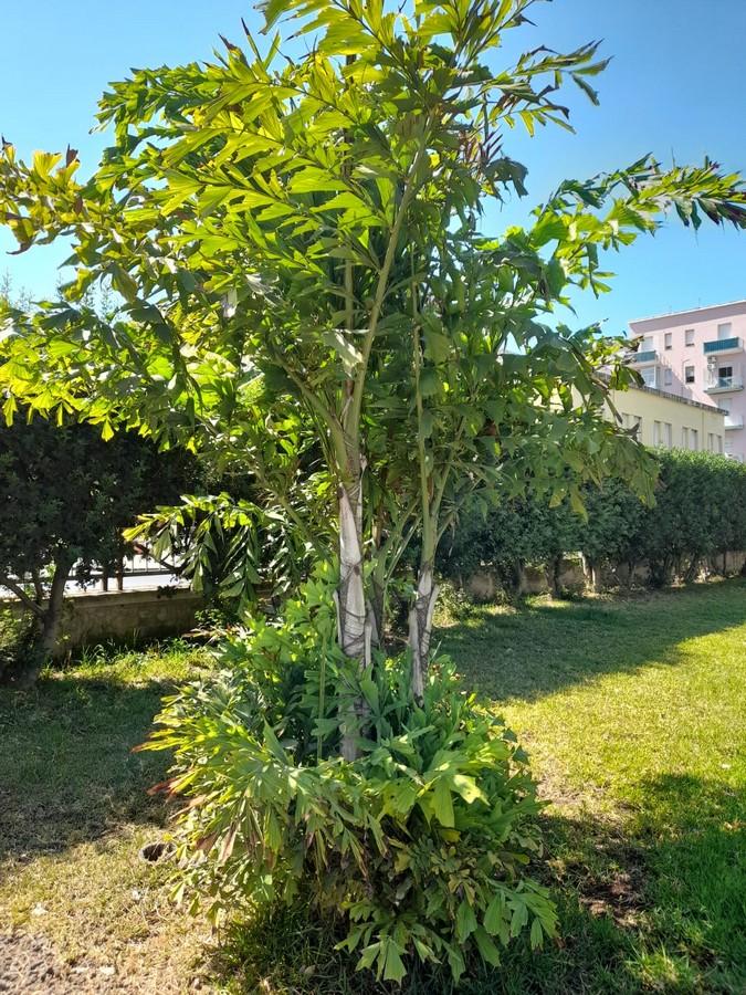 Caryota (Sicily)