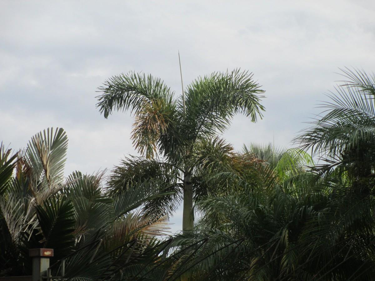 Foxtail palm Sicily 