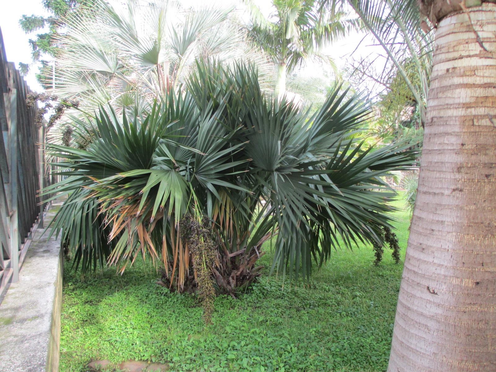 Majestic palm 