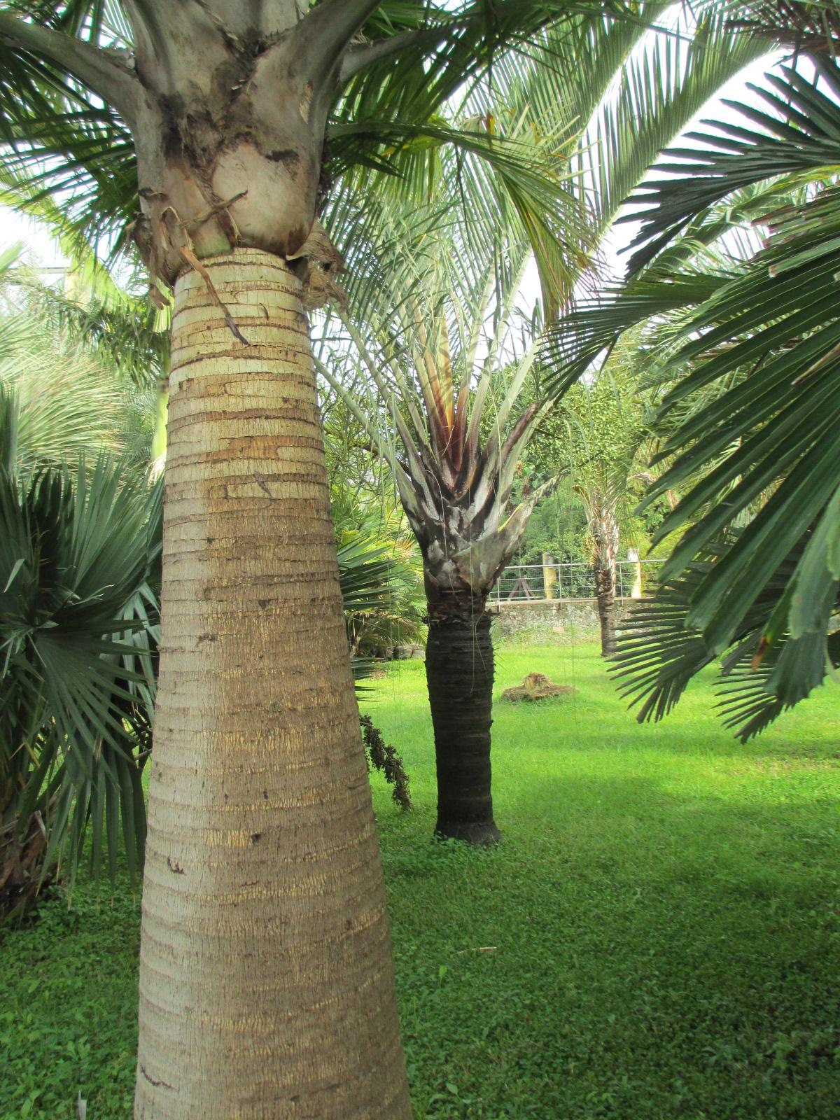 Majestic Palm Italy