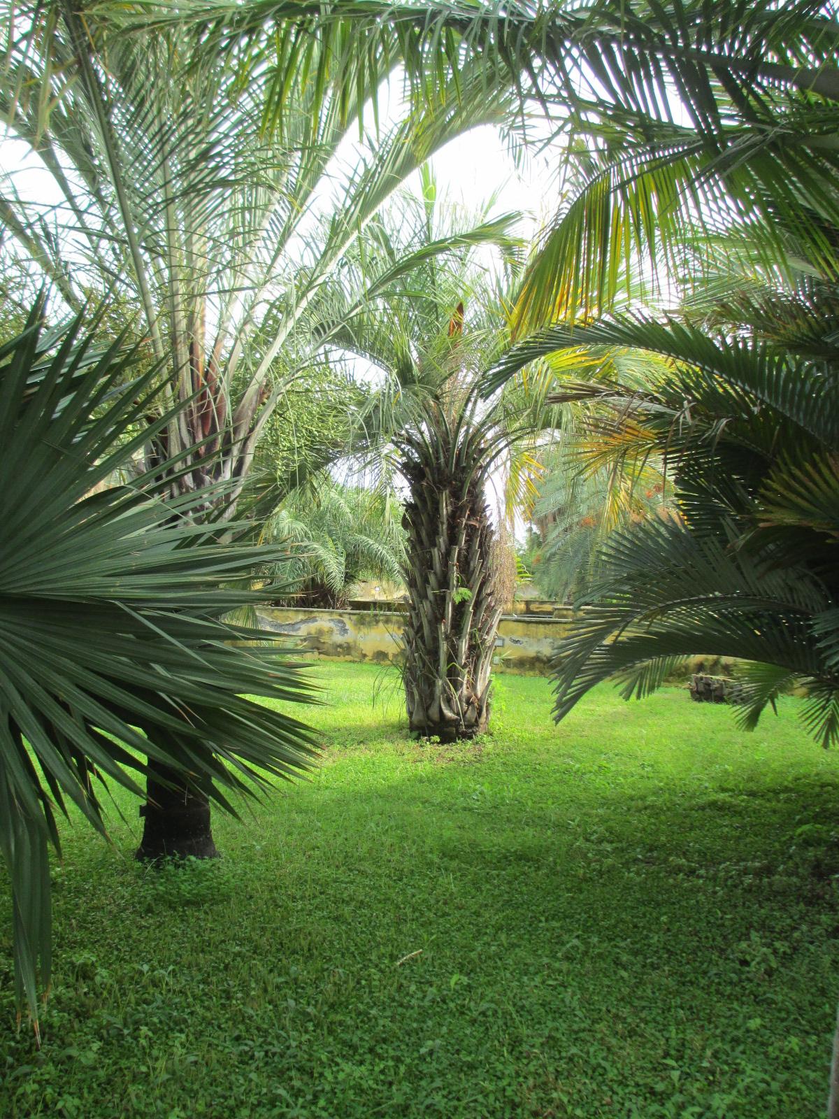 palme Sicilia