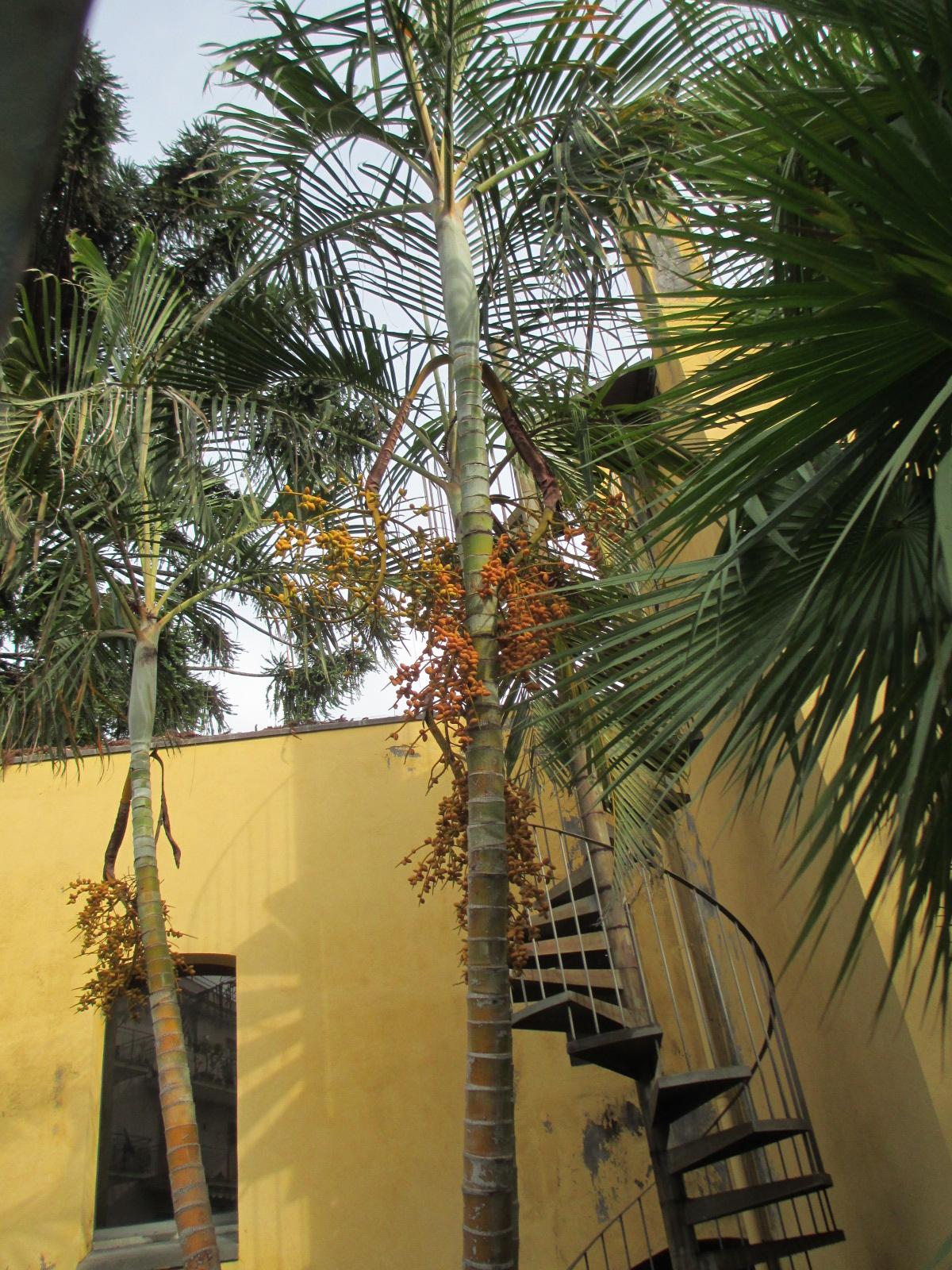 Dypsis lutescens Sicilia