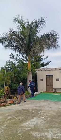 Roystonea regia Sicilia-Italia